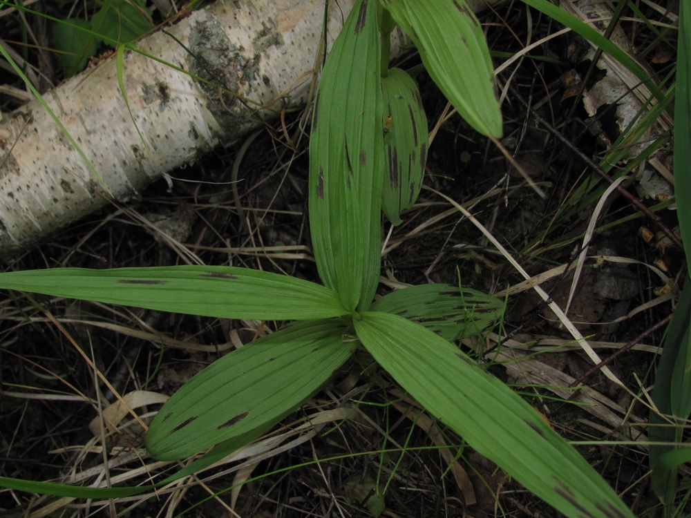 Изображение особи Epipactis palustris.