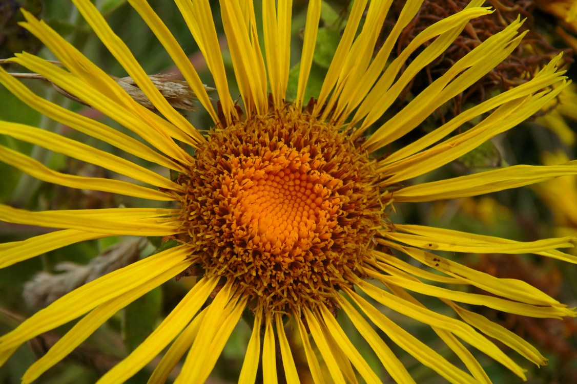 Изображение особи Inula helenium.