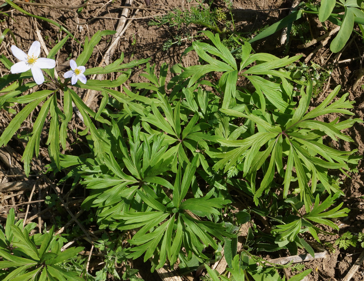 Изображение особи Anemone caerulea.