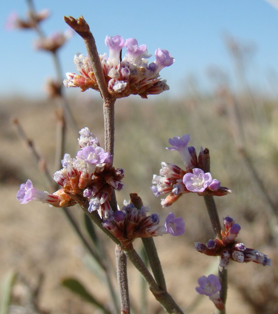 Изображение особи Limonium suffruticosum.