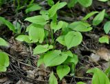 Maianthemum bifolium. Расцветающие растения. Московская обл., окр. г. Железнодорожный, смешанный лес. 09.05.2015.