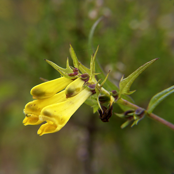 Изображение особи Melampyrum pratense.