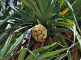Pandanus tectorius. Верхушка ветви с незрелым соплодием. Андаманские острова, остров Нил, песчаный пляж. 02.01.2015.