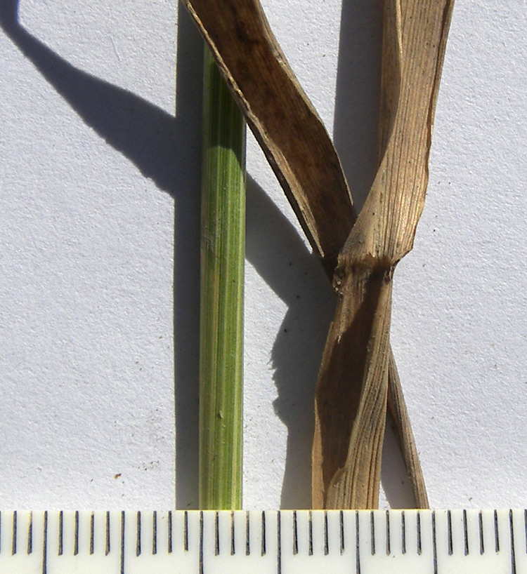 Image of Festuca altissima specimen.