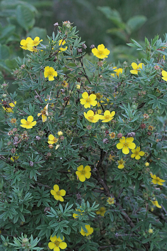 Image of Dasiphora fruticosa specimen.