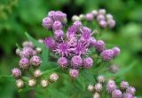 Saussurea pulchella. Соцветия. Приморье, Хасанский р-н, полуостров Гамова, мыс Гамова, приморский луг. 28.08.2015.