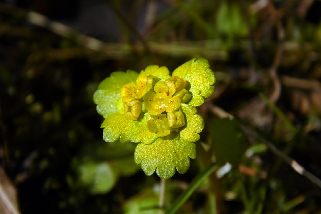 Изображение особи Chrysosplenium alternifolium.