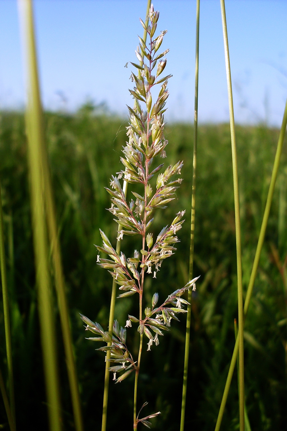 Image of Koeleria macrantha specimen.