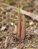 Convallaria majalis. Разворачивающиеся листья. Мурманск, в культуре. 26.05.2015.