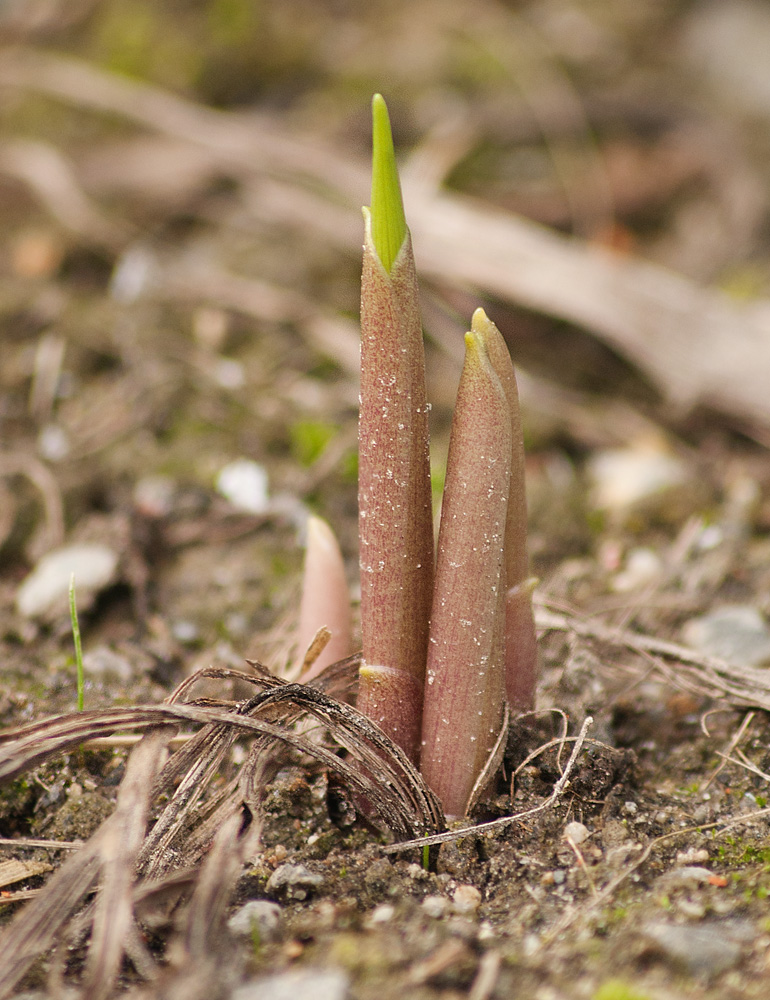 Image of Convallaria majalis specimen.