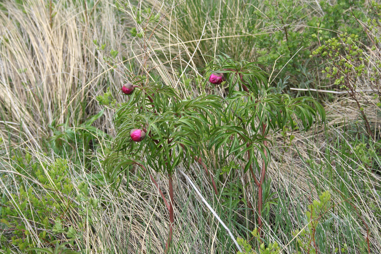 Image of Paeonia hybrida specimen.