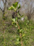 Ribes aureum