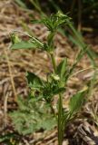 Viola arvensis