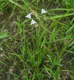 Butomus umbellatus