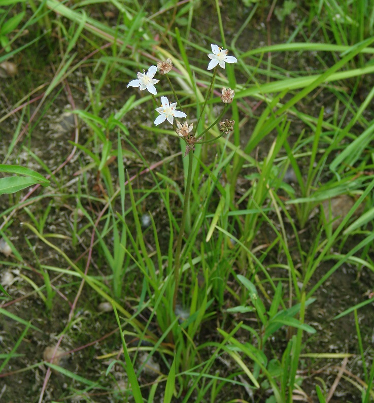 Изображение особи Butomus umbellatus.