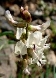 Astragalus tugarinovii