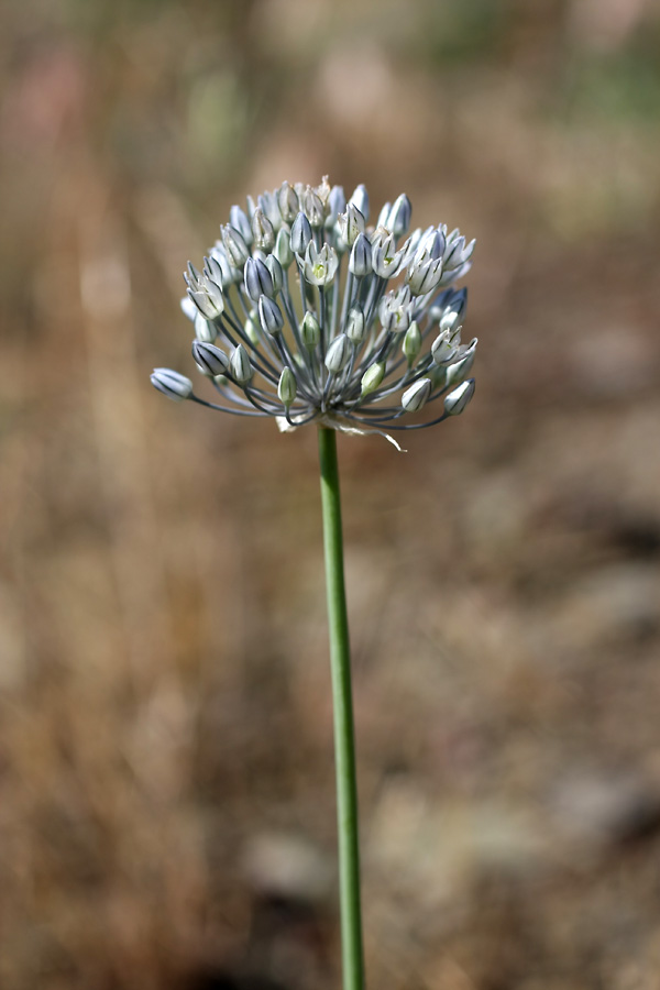 Изображение особи Allium caesium.