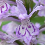 Dactylorhiza fuchsii. Цветок. Свердловская обл., окр. г. Североуральск, травяно-моховой сосняк с елью на известняках. 15.07.2009.