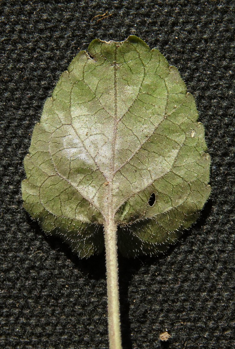 Image of Viola suavis specimen.