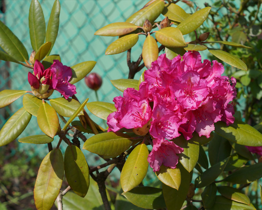 Изображение особи род Rhododendron.