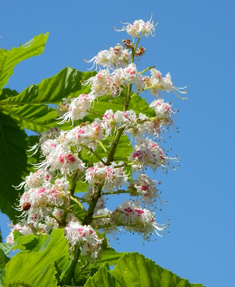 Изображение особи Aesculus hippocastanum.