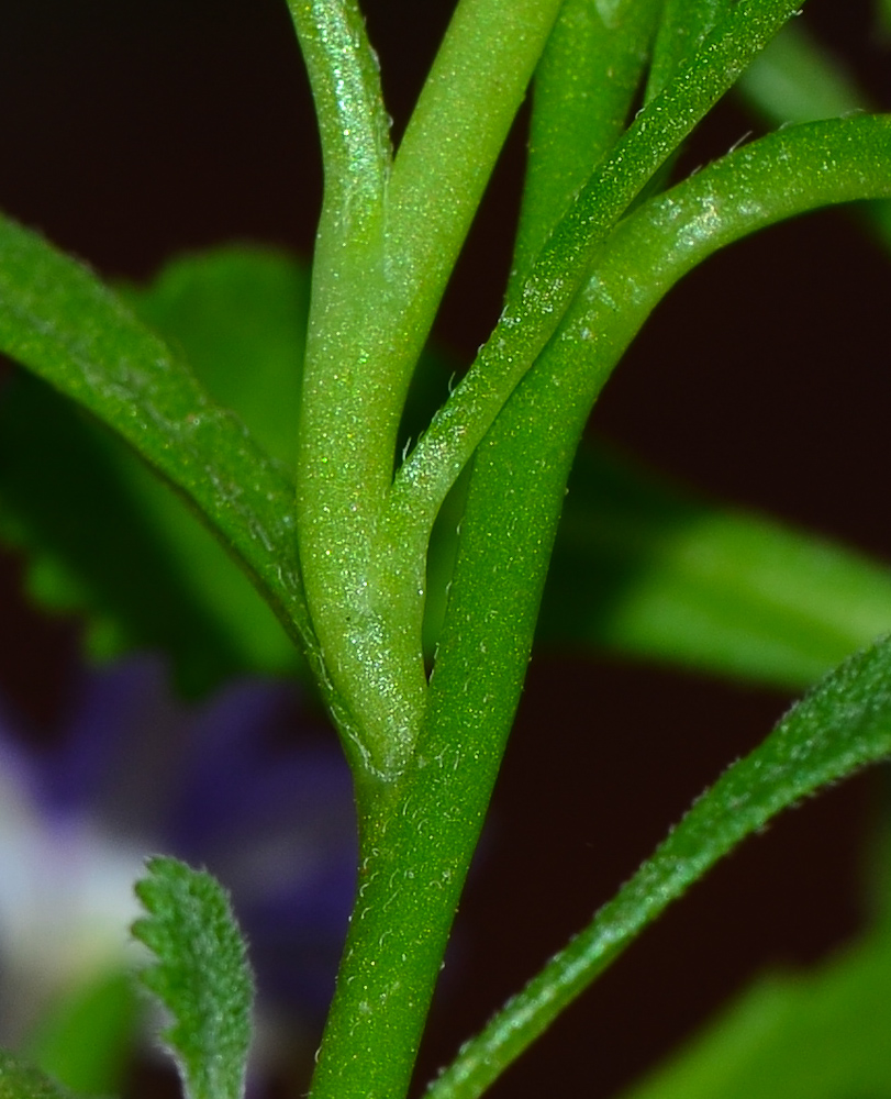 Изображение особи Scaevola humilis.