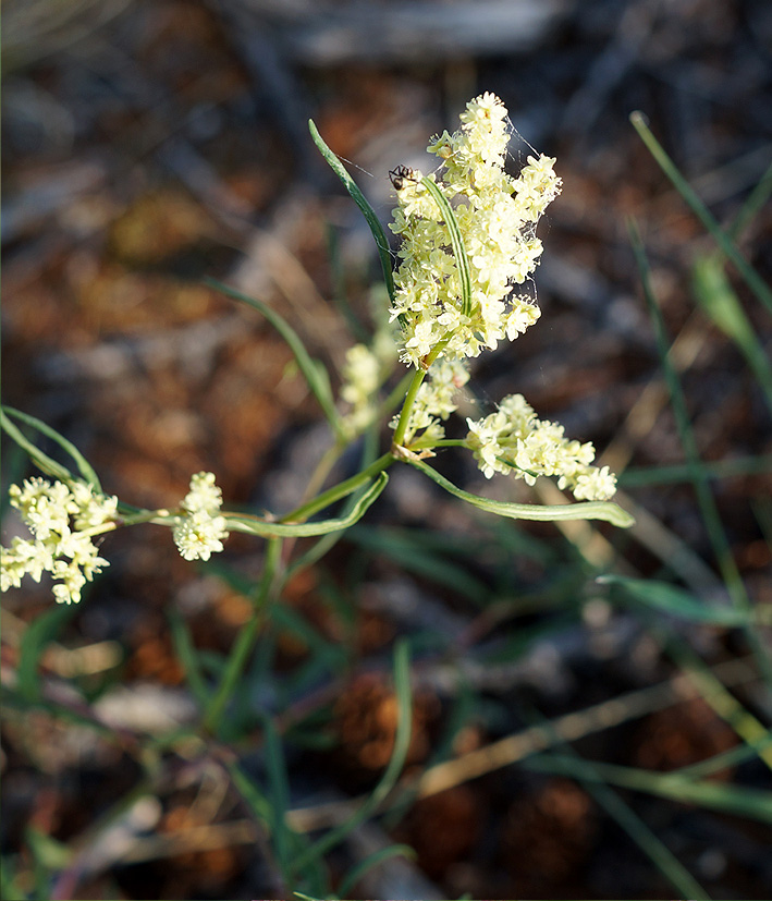 Image of Aconogonon angustifolium specimen.