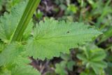 Scrophularia scopolii. Лист (верхняя сторона). Республика Адыгея, г. Майкоп, во дворе дома на лужайке. 16.04.2016.