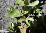 Veronica serpyllifolia
