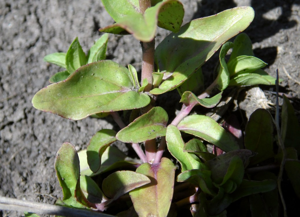 Image of Veronica serpyllifolia specimen.