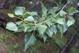 Populus nigra. Нижняя ветвь. Алтай, окр. пос. Манжерок, берег р. Катунь. 22.08.2009.