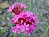 Silene compacta