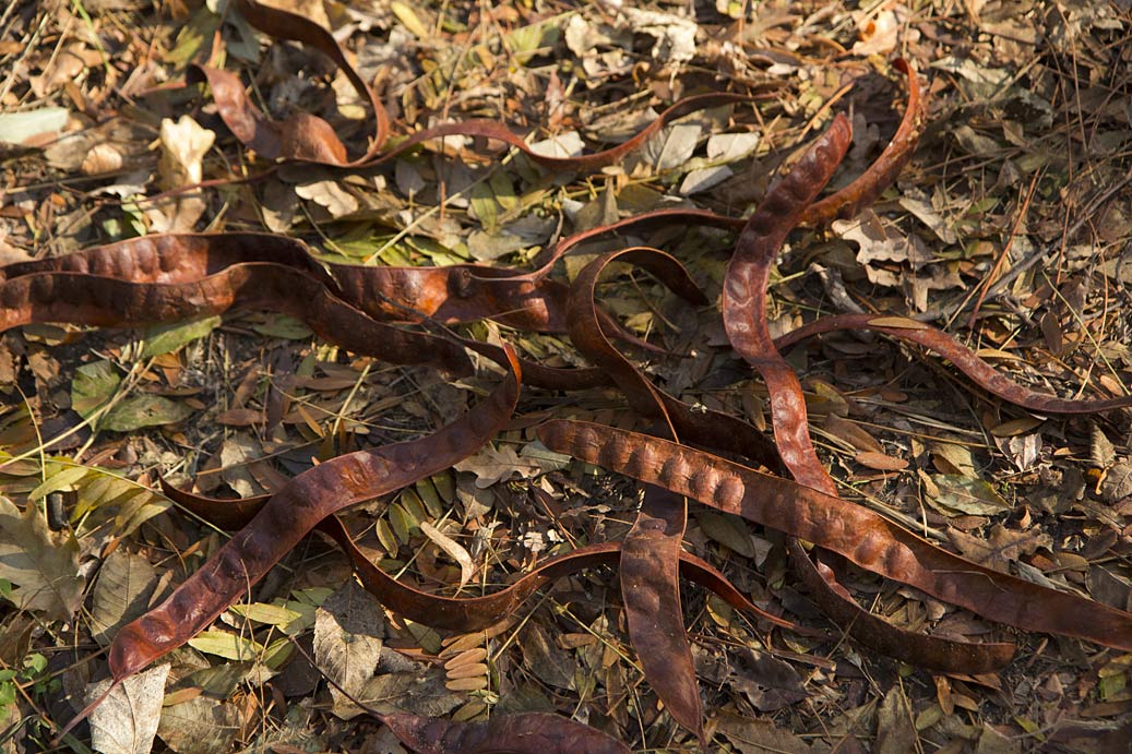 Image of Gleditsia triacanthos specimen.