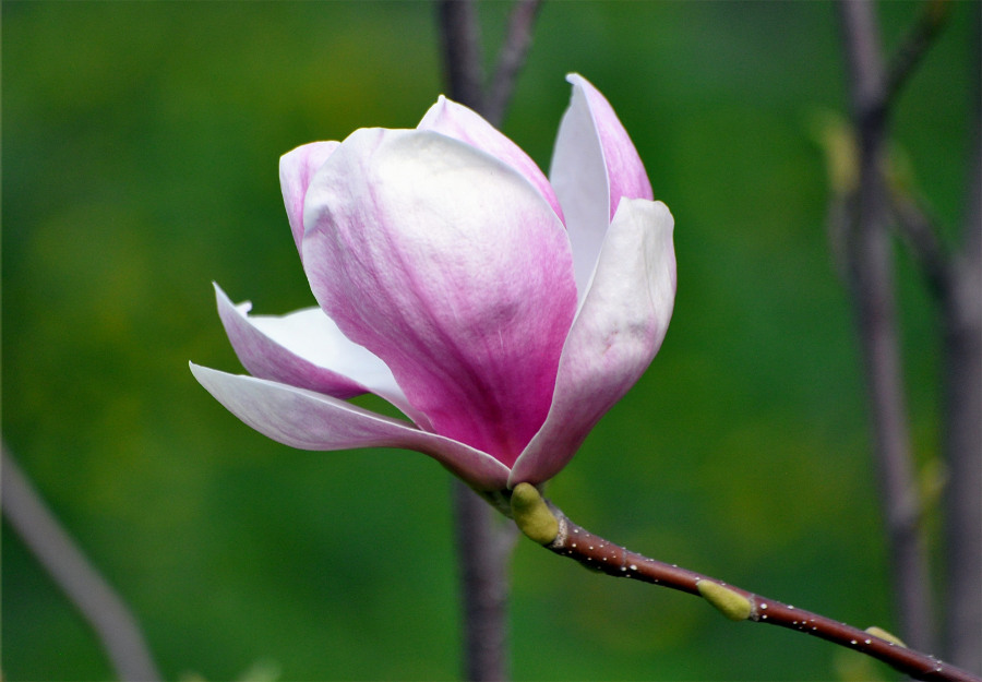 Image of Magnolia &times; soulangeana specimen.