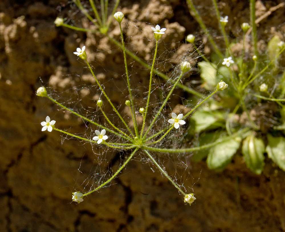 Изображение особи Androsace filiformis.