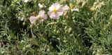 genus Helianthemum