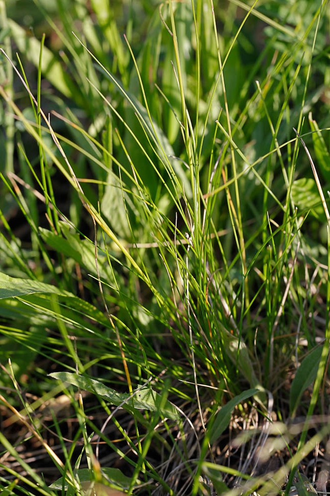 Image of genus Festuca specimen.