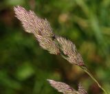 Dactylis glomerata. Соцветие. Московская обл., Раменский р-н, окр. ж.-д. платформы Хрипань, смешанный лес у ЛЭП. 13.06.2016.