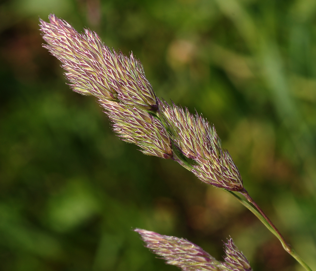 Изображение особи Dactylis glomerata.