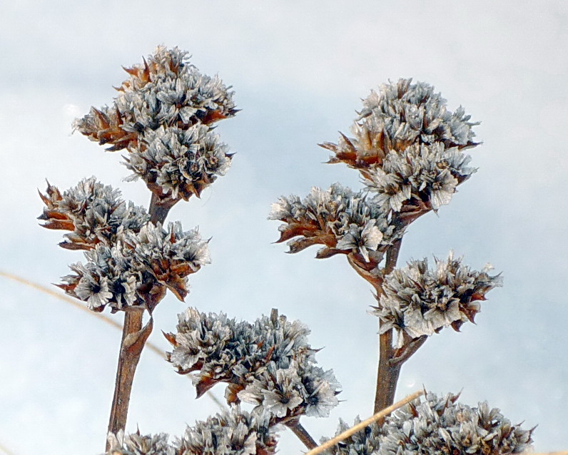 Image of Goniolimon speciosum specimen.