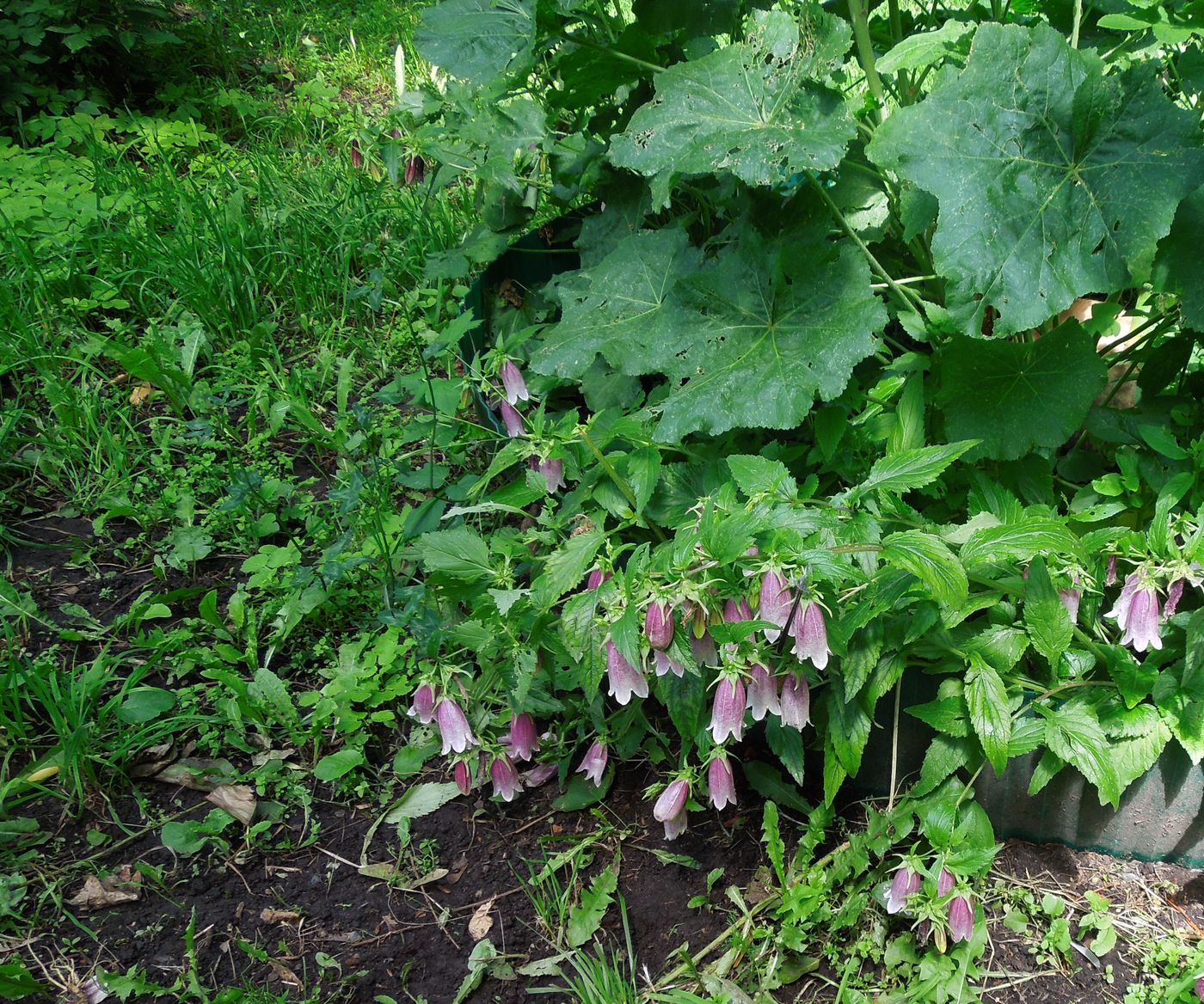 Изображение особи Campanula takesimana.