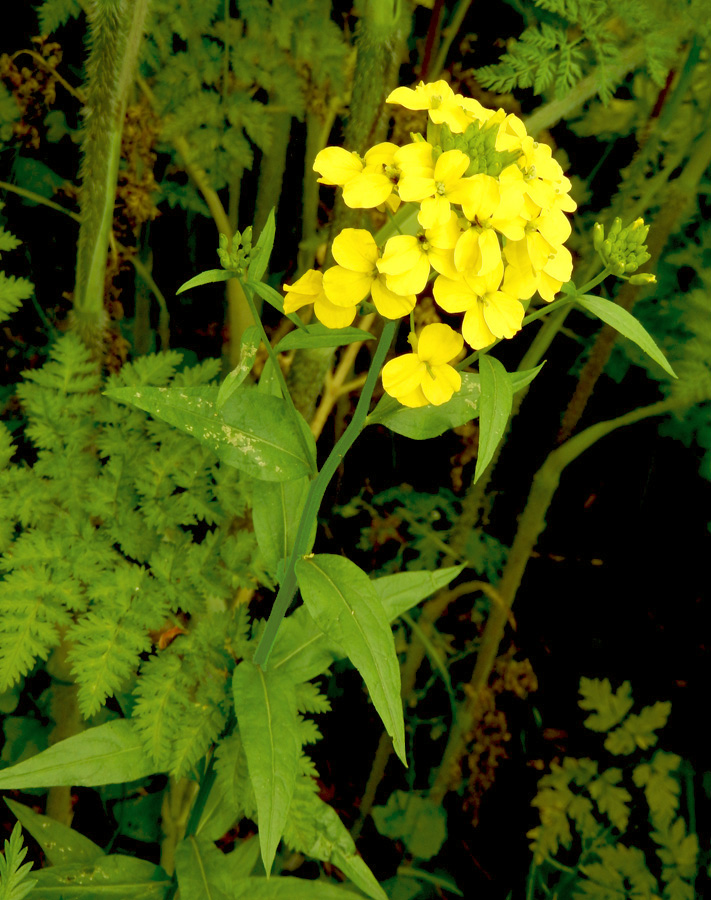 Изображение особи Erysimum aureum.