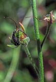 Lindelofia tschimganica