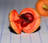 Pittosporum phillyraeoides