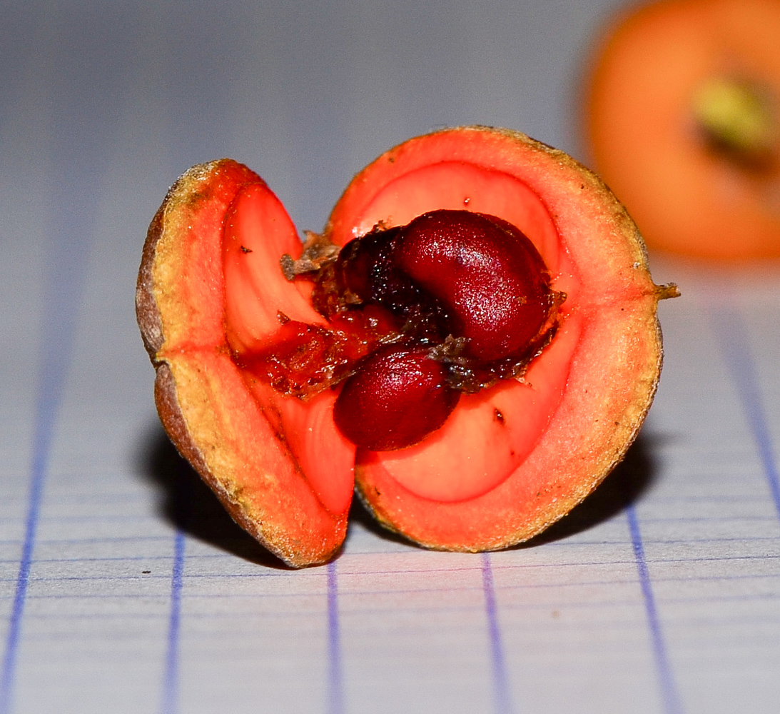 Image of Pittosporum phillyraeoides specimen.