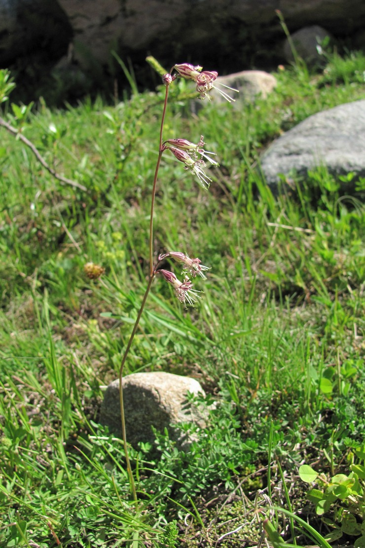 Изображение особи Silene saxatilis.