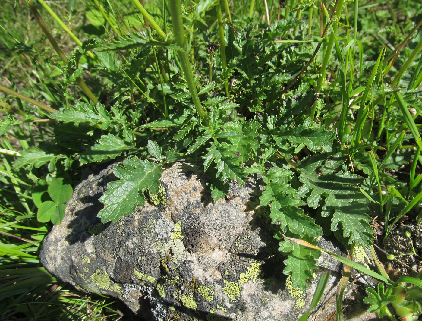 Изображение особи Scrophularia olympica.