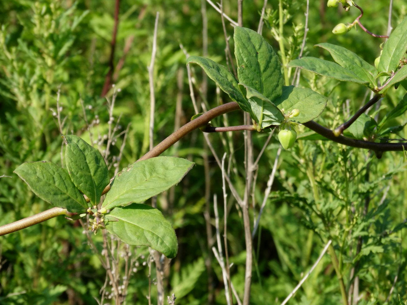 Image of Codonopsis lanceolata specimen.