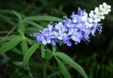 Vitex agnus-castus