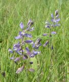 Polygala comosa. Соцветия. Ульяновская обл., Вешкаймский р-н, окр. с. Зимнёнки, урочище Провал, луг на мергелисто-меловом субстрате по берегу ручья у основания крутых склонов. 7 августа 2015 г.